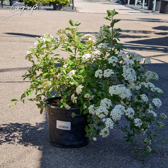 Спирея Вангутта - 4 Спирея Вангутта - 4