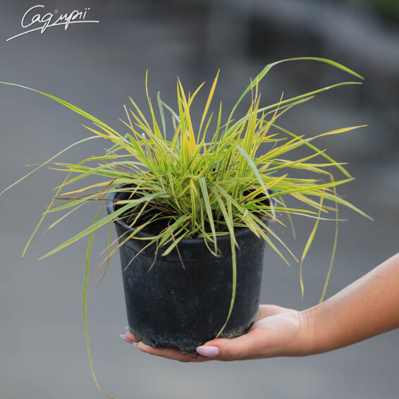 Лисохвост луговой 'Aureovariegatus', C2 - - 4