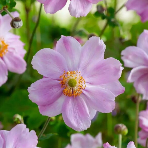 Анемона гібридна 'Queen Charlotte' - 3 Анемона гібридна 'Queen Charlotte' - 3