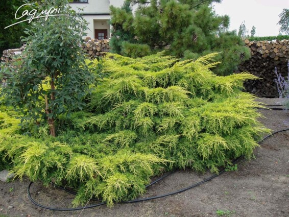 Можжевельник средний 'Pfitzeriana Aurea' - 1