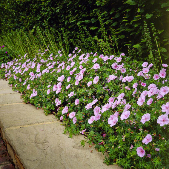 Герань криваво-червона 'Striatum', C1.5 - - 2