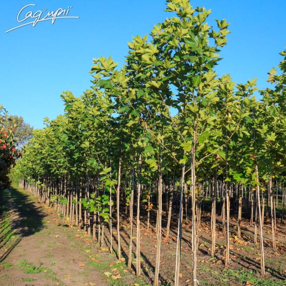 Платан кленолистий - 9