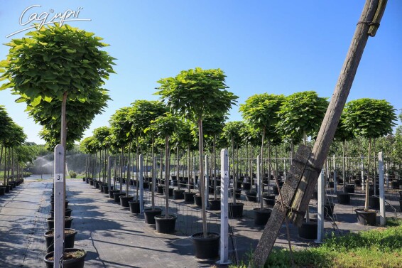 Катальпа бигнониевидная 'Nana' #2, С110 16--18 225-250 St. 200-225 - 6