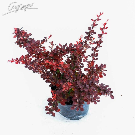 Барбарис Tунберга 'Atropurpurea' - 5