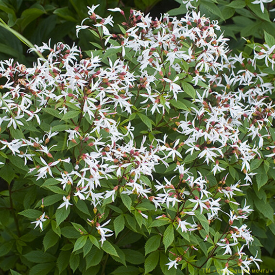 Гiлленiя трилистна - 3