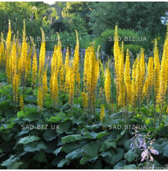 Бузульник узкоголовый 'The Rocket'