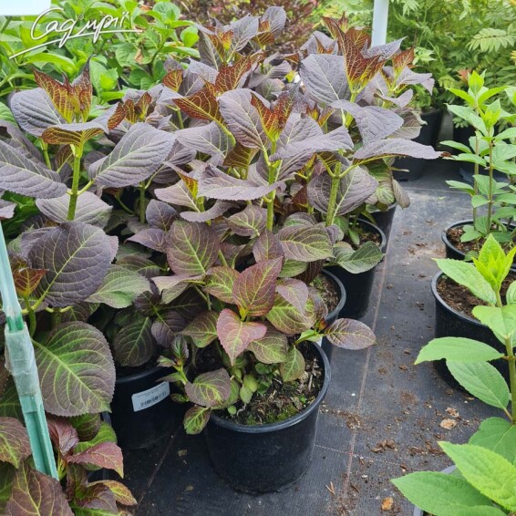 Гортензия крупнолистная 'Miss Saori'® #2, Р9 - - 4