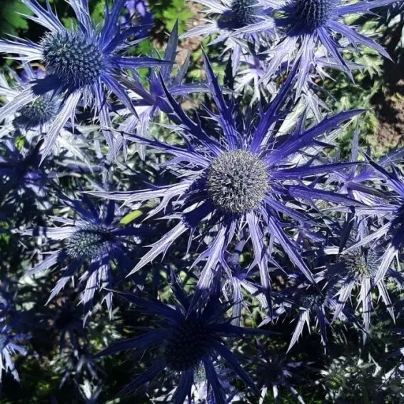 Ерінгіум альпійский (миколайчики) 'Blue Star' - 5