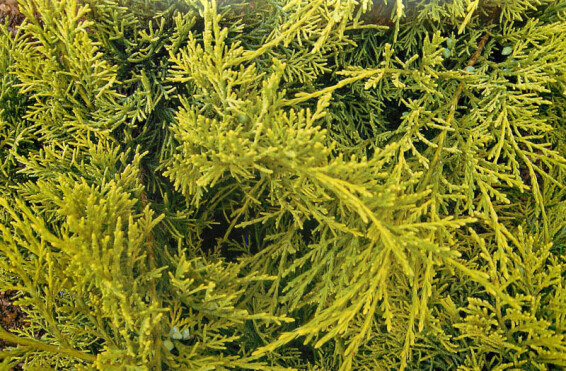 Ялівець віргінський 'Golden Spring' - 1