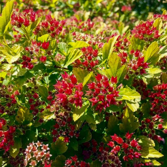 Пузыреплодник калинолистный 'Magical Raspberry Lemonade' - 3 Пузыреплодник калинолистный 'Magical Raspberry Lemonade' - 3