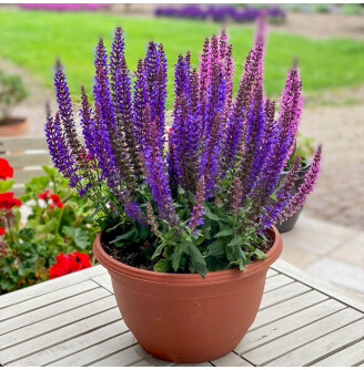 Шавлія лісова 'Rianne® PBR'