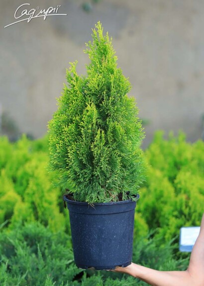 Туя западная 'Golden Smaragd' ® - 1 Туя западная 'Golden Smaragd' ® - 1