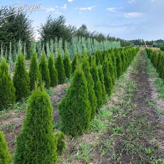 Туя західна 'Smaragd' #1, WRB - 250-300 - - 4