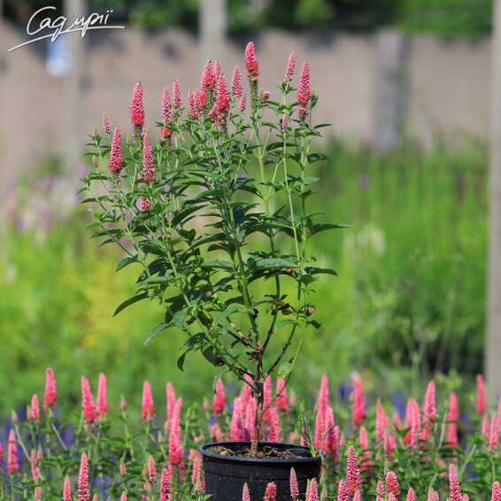 Вероніка довголиста 'First Love' - 5 Вероніка довголиста 'First Love' - 5