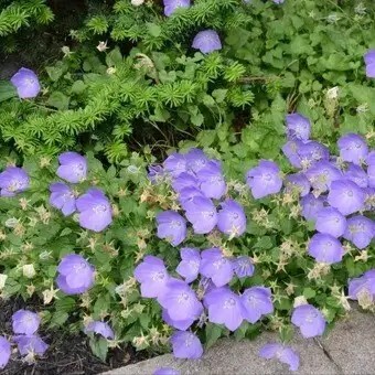 Дзвоник карпатський - 6