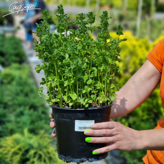 М'ята духмяна 'Apple Mint' - 6