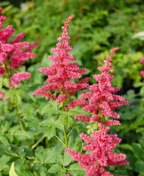 Астильба гибридная ‘Younique Carmine®’ (PBR) - 5