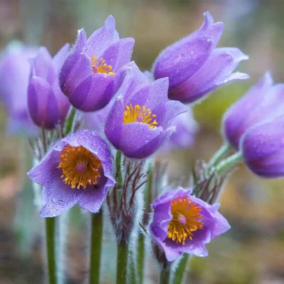 Прострел обыкновенный 'Blue' - 4