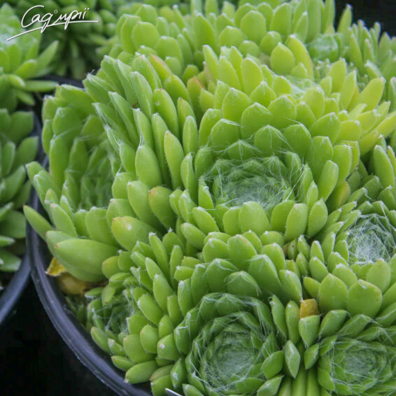 Молодило війчасте Бориса - 2