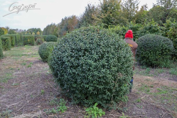 Бирючина обыкновенная 'Atrovirens' - 3