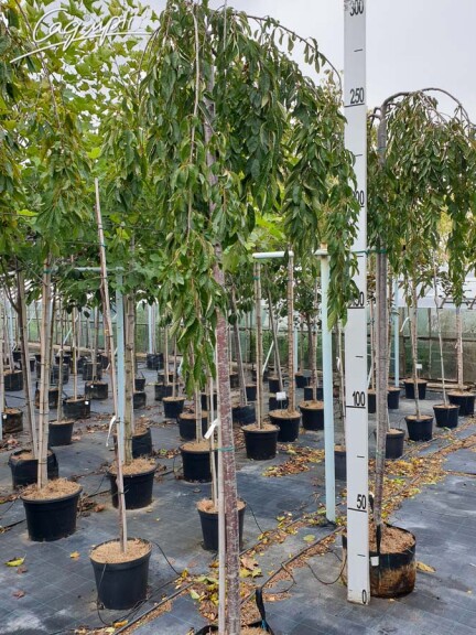 Вишня субхиртела 'Pendula' - 5