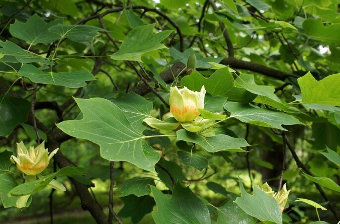 Ліріодендрон тюльпановидний Ліріодендрон тюльпановидний