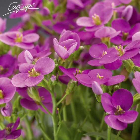 Арабис кавказский 'Little Treasure White' - 4 Арабис кавказский 'Little Treasure White' - 4