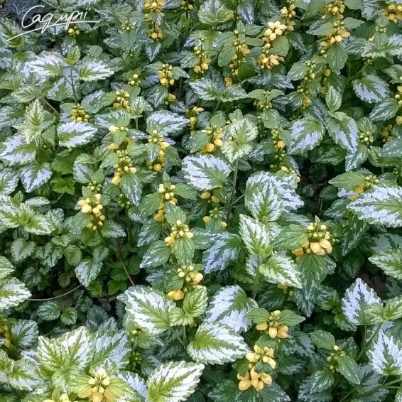 Яснотка крапчатая, C3 - - 2