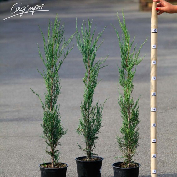 Можжевельник скальный 'Skyrocket' - 2