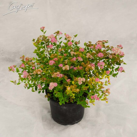 Спирея японская 'Little Princess', p9 - - 6 Спирея японская 'Little Princess', p9 - - 6