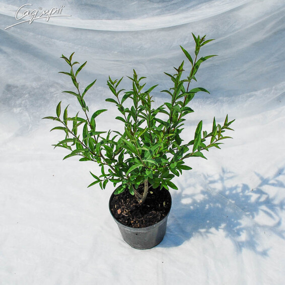 Бирючина звичайна 'Atrovirens', формов. куля #1, WRB 150*100*100 - 2