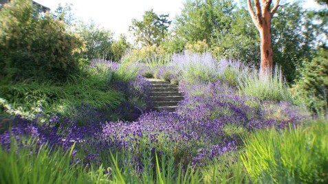 Перовския лебедолистная