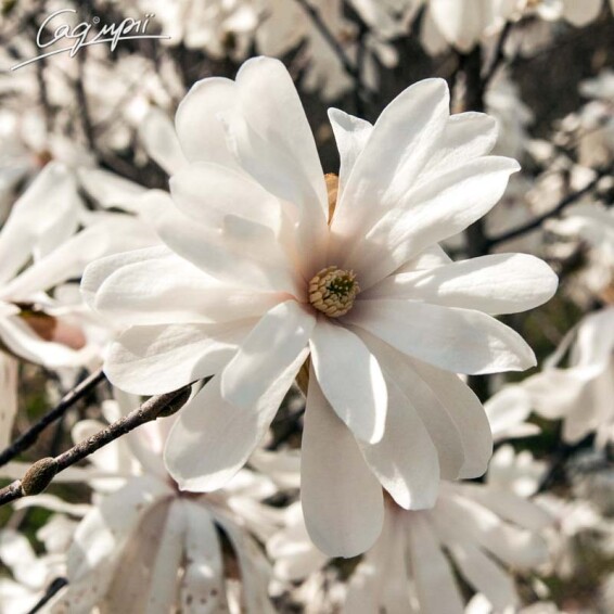 Магнолія 'Rosea' - 4 Магнолія 'Rosea' - 4