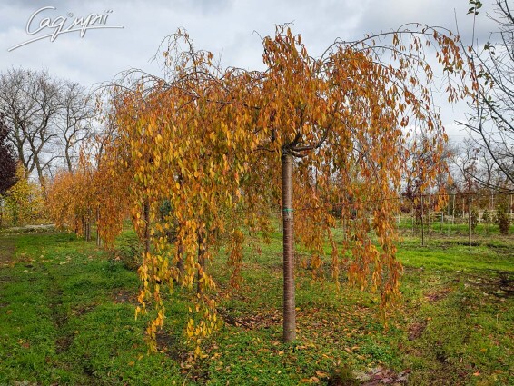 Вишня субхиртела 'Pendula' - 10