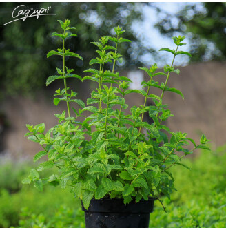 Мята колосистая (марокканская) 'Crispa Marokko'