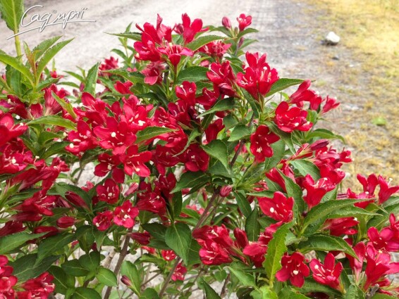 Вейгела 'Red Prince' #4, C7 - - 3
