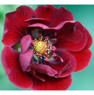 Перстач Тонга 'Monarch Velvet'