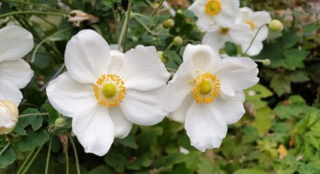 Колекційні квіти