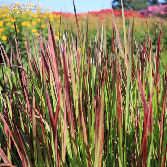 Императа цилиндрическая 'Red Baron' - 5