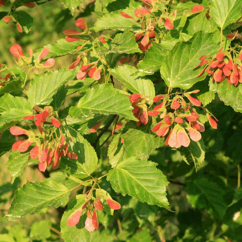 Клен прирічковий (гіннала) - 4 Клен прирічковий (гіннала) - 4