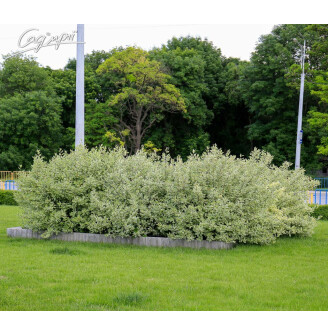 Дерен білий 'Sibirica Variegata'