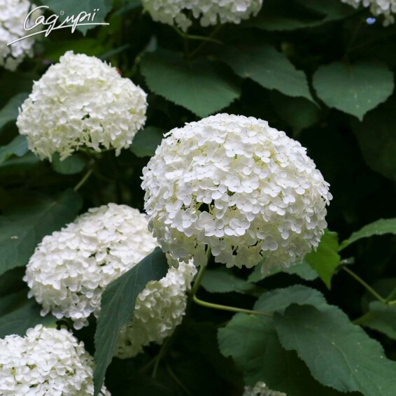 Гортензия древовидная 'Annabelle' #3, C3 - - 2