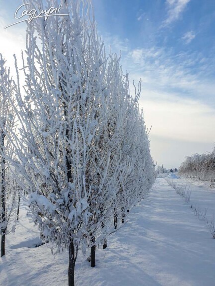 Граб звичайний 'Frans Fontaine' - 1 Граб звичайний 'Frans Fontaine' - 1