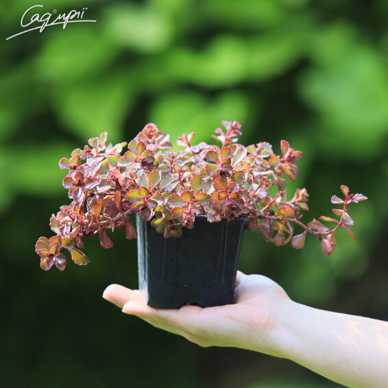 Очиток несправжній Purpurteppich - 1 Очиток несправжній Purpurteppich - 1