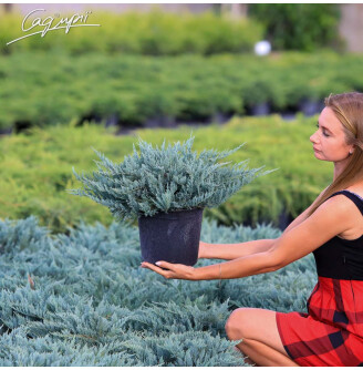 Можжевельник горизонтальный 'Blue Chip'