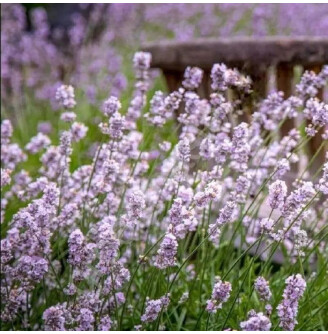 Лаванда вузьколиста 'Rozea'