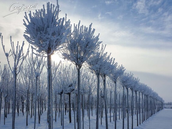 Вишня шаровидная 'Umbraculifera' - 4