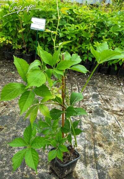 Виноград дівочий 'Engelmannii' #3, C3 150-175 - 3