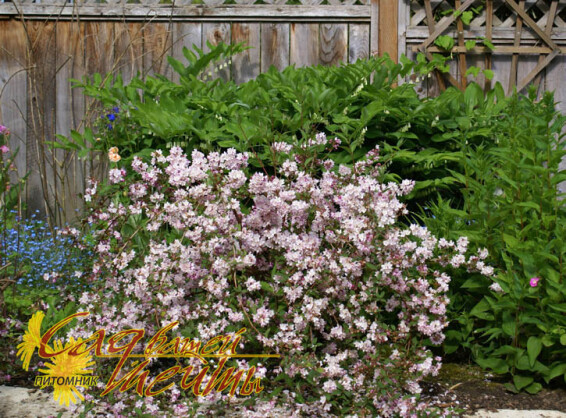 Дейція рожева 'Carminea' - 1