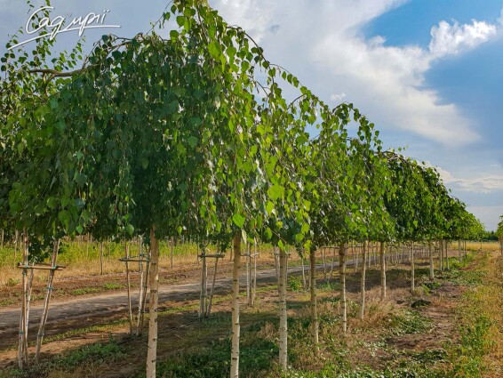 Береза плакуча 'Youngii', WRB 20--25 - St. 200-225 - 4